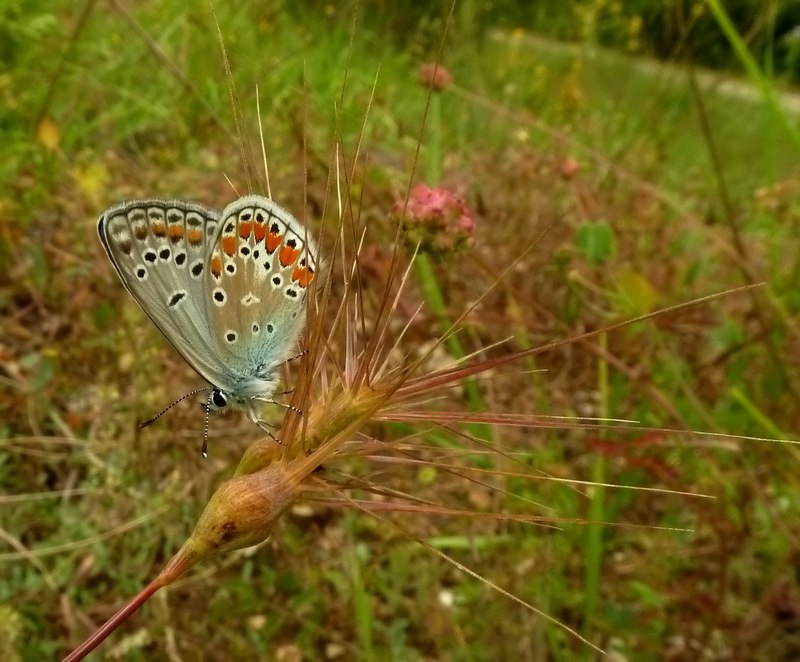 ID: P thersites?